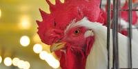 Defesa agropecuária do Estado ainda não registrou casos de infuenza em aves domésticas ou aviários comerciais gaúchos
