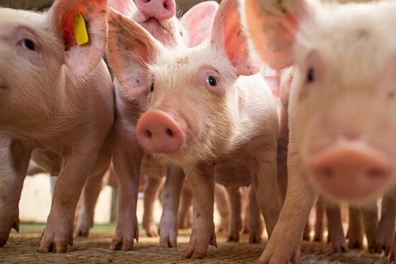 A China segue como principal destino da carne su&iacute;na exportada do Brasil, tendo importado 38,3 mil toneladas apenas no m&ecirc;s de julho.