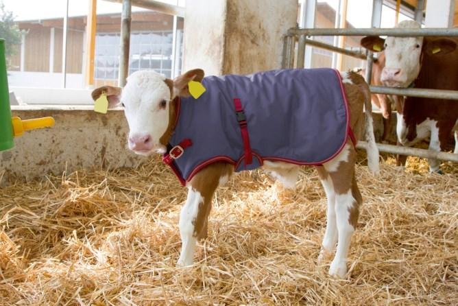 Rec&eacute;m-nascidos levam semanas para adquirir camada de gordura espessa que mantenha sua temperatura corporal