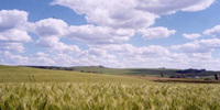 Área plantada de trigo cresceu 11,2%, chegando a 3,4 milhões de hectares