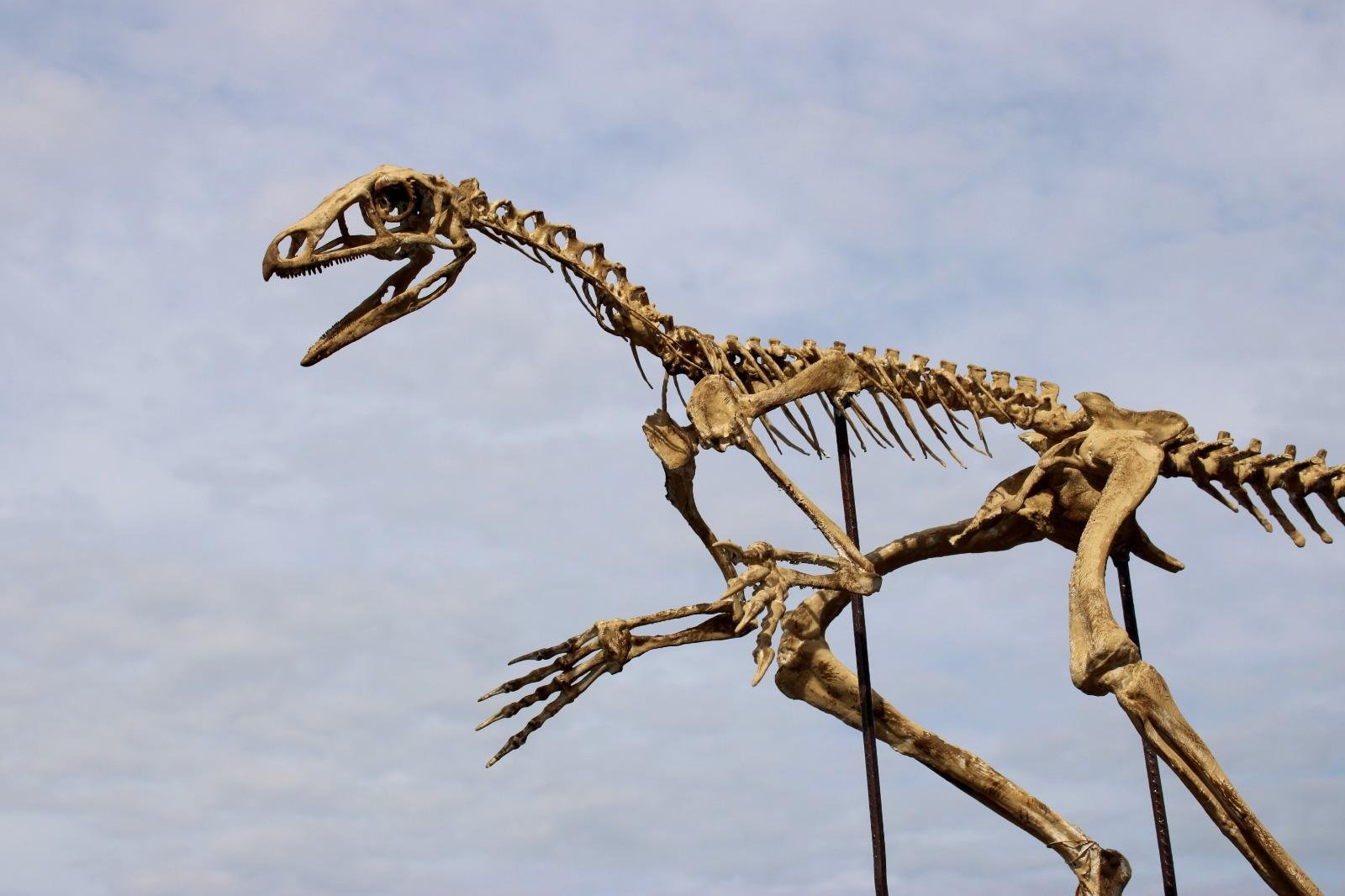 Esqueleto completo do Venetoraptor Gassenae foi criado com base em an&aacute;lises do f&oacute;ssil, em impressora 3D