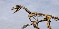 Esqueleto completo do Venetoraptor Gassenae foi criado com base em análises do fóssil, em impressora 3D