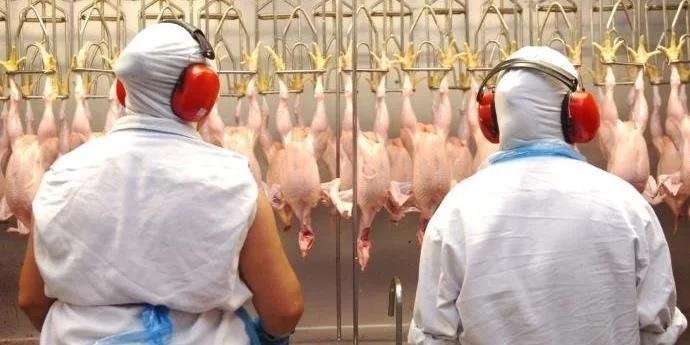 Na carne de frango, pa&iacute;s registrou crescimento de 8,2% no volume exportado no primeiro semestre