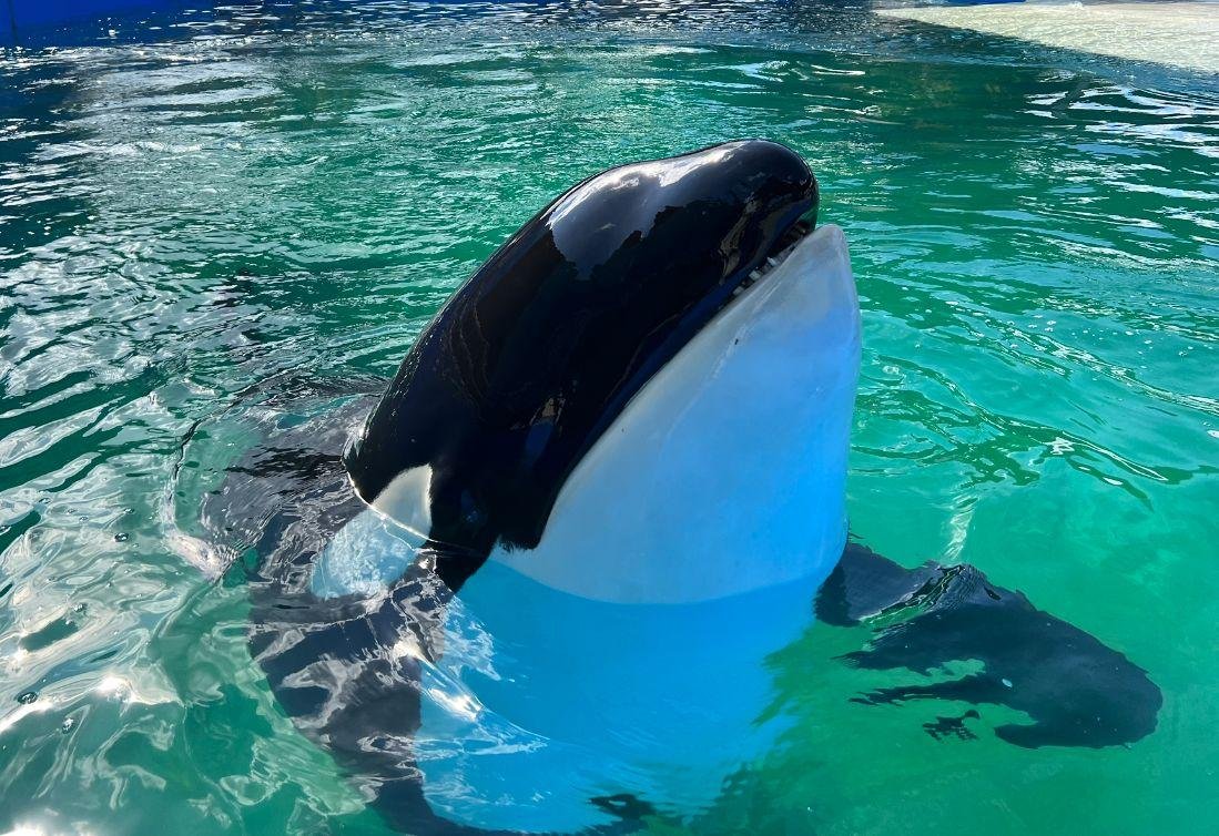 Animal passou 52 anos em cativeiro