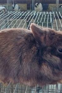 Netherland é a menor raça de coelhos, que pesam cerca de 1 kg