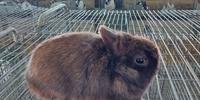 Netherland é a menor raça de coelhos, que pesam cerca de 1 kg