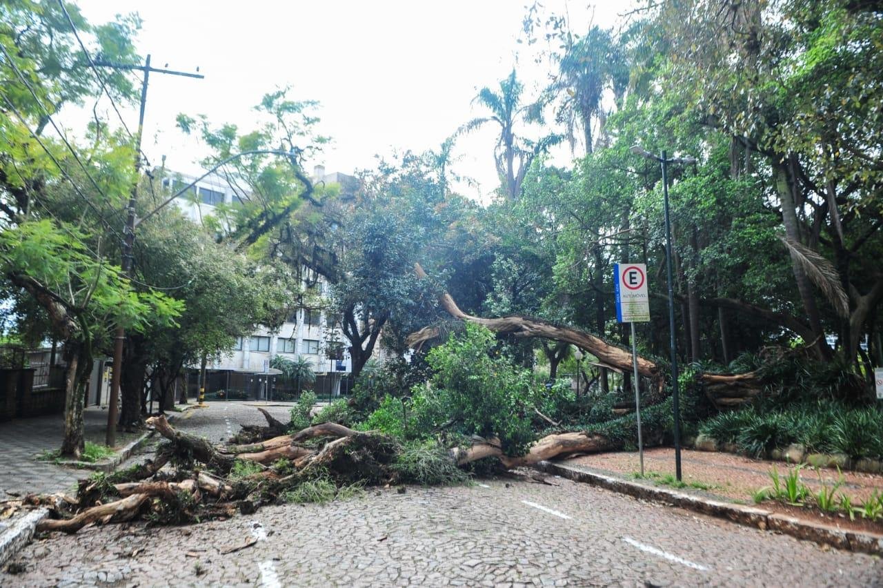 Queda da &aacute;rvore obrigou a EPTC a bloquear o tr&acirc;nsito em uma das ruas que circundam a pra&ccedil;a Doutor Maur&iacute;cio Carlos