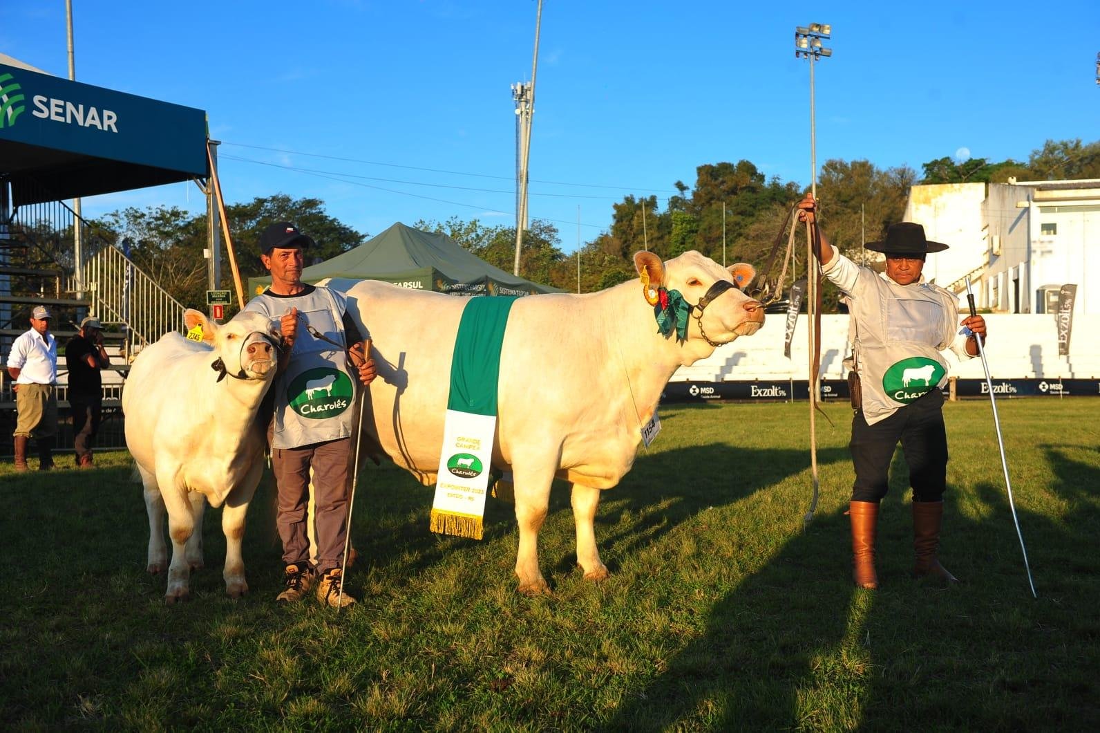 Taruma Jhbd Te Gena (box 1154) foi a grande campe&atilde; da ra&ccedil;a Charol&ecirc;s