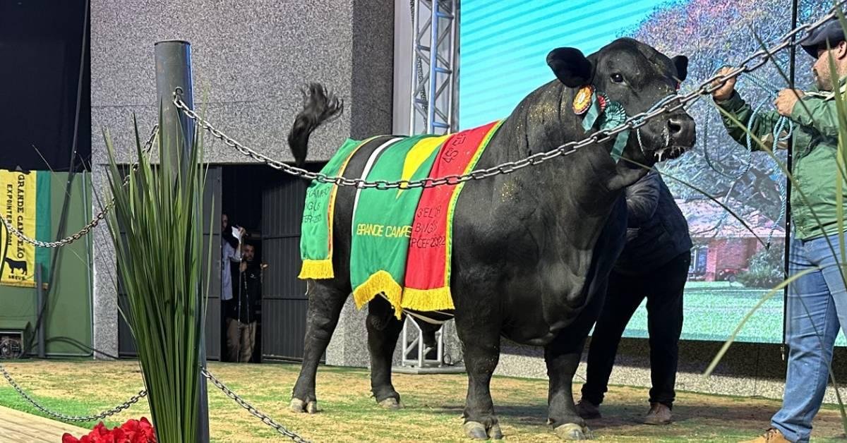 50% do touro Gengis Khan, da Est&acirc;ncia Guarita, de Alegrete, foi vendido por R$ 228 mil