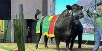 50% do touro Gengis Khan, da Estância Guarita, de Alegrete, foi vendido por R$ 228 mil