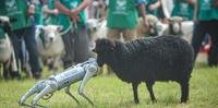 Uma ovelha da raça crioula interagiu com o cão robô 'Cusco Tech' durante um desfile na Expointer 2023.