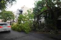 Árvore caída na rua dona Eugênia, no bairro Santa Cecília