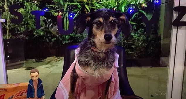 Pet tinha perfil pr&oacute;prio com mais de 770 mil seguidores
