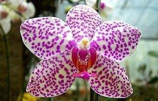 Largo Gl&ecirc;nio Peres recebe Exposi&ccedil;&atilde;o de Orqu&iacute;deas 