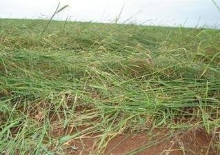 Granizo e chuva atrasam plantio no RS e causam preju&iacute;zos de R$ 26 mi em SC