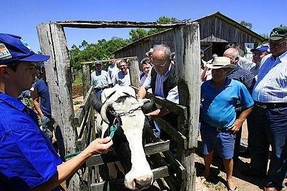 Vacina&ccedil;&atilde;o contra aftosa come&ccedil;a domingo