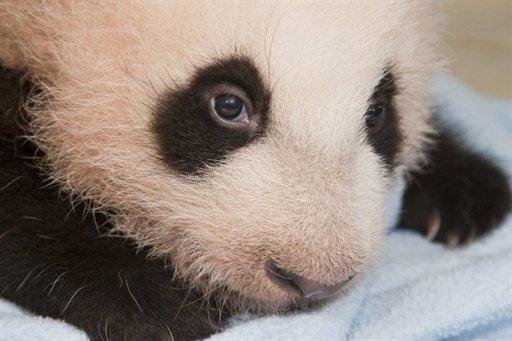 Beb&ecirc; panda gigante faz exame em zoo de San Diego