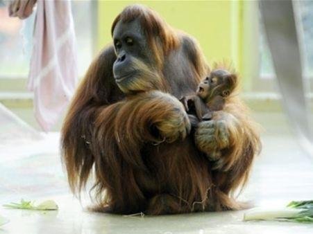 Zoo da Alemanha exibe filhote de orangotango