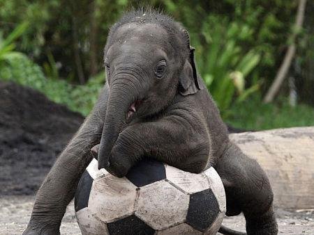Elefante brinca com bola na Austr&aacute;lia