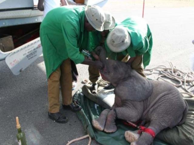 Adote um elefante na &Aacute;frica