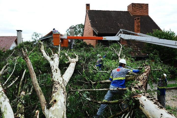 Queda de &aacute;rvore danificou a rede el&eacute;trica. Veja mais fotos