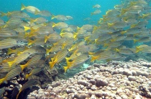 Cientistas fazem cat&aacute;logo de esp&eacute;cies marinhas