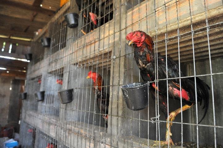 Suspeitos responder&atilde;o a processo por maus-tratos aos animais