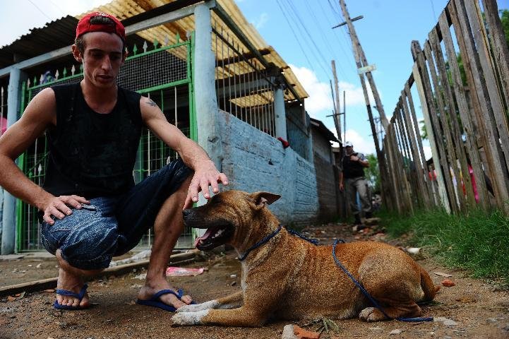 Dono dos c&atilde;es afirmou que pit bull &eacute; mansa