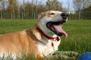 Homeopatia ajuda a acalmar os animais de estima&ccedil;&atilde;o