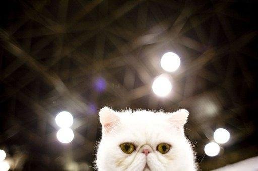C&atilde;es e gatos poluem mais que carros, diz estudo