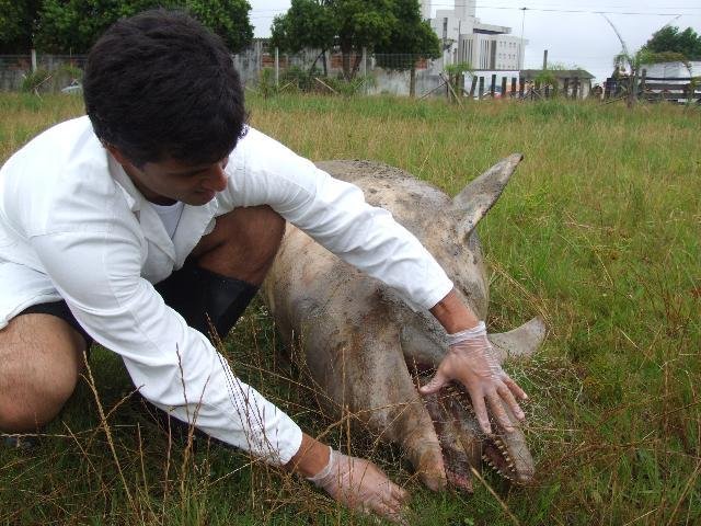 Encontrado 9&ordm; boto v&iacute;tima de redes de pesca em menos de dois meses no Litoral Sul