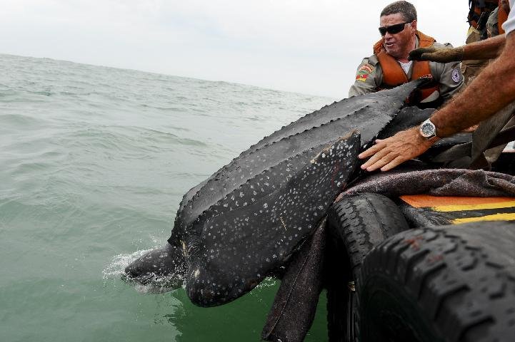 Tartaruga marinha gigante &eacute; devolvida ao mar em Imb&eacute;