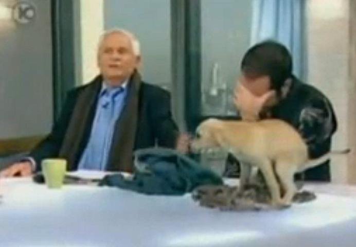 Enquanto apresentadores discutiam, filhote aliviou seus intestinos na bancada