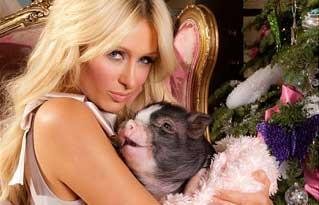 Porquinha de estima&ccedil;&atilde;o fica na cama com Paris Hilton