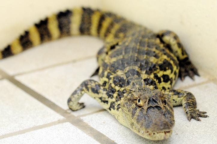 Jacar&eacute; &eacute; encontrado no Gua&iacute;ba em Porto Alegre 