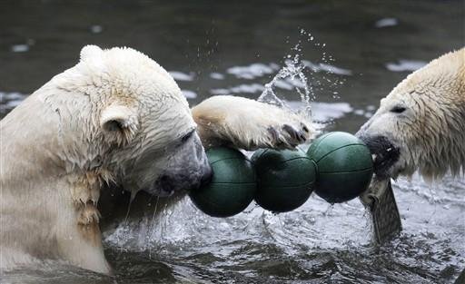 Nada como um banho refrescante e brincadeiras de urso para fechar o dia