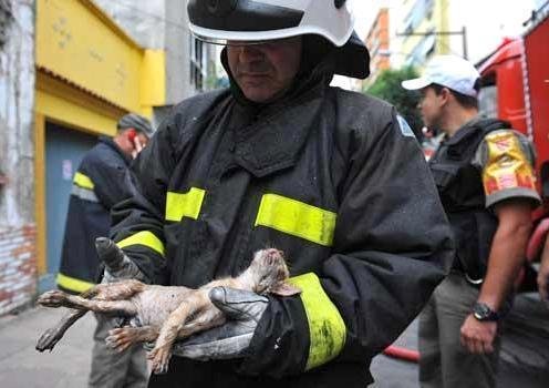Animal inalou muita fuma&ccedil;a e precisar&aacute; ficar internado mais alguns dias