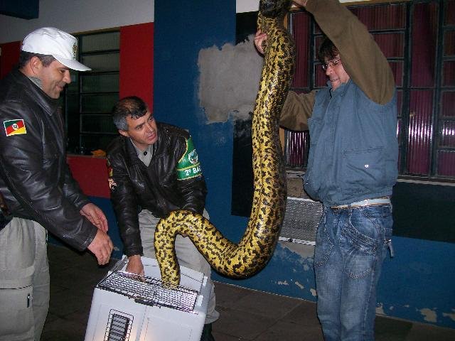 Capturada em setembro, esp&eacute;cie n&atilde;o &eacute; nativa do RS e pode ter sido alvo de tr&aacute;fico. Foto: Divulga&ccedil;&atilde;o