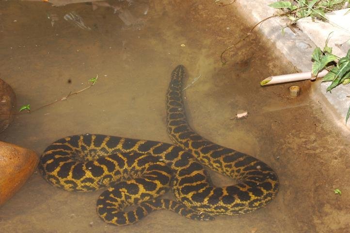 Sucuri apreendida no ano passado &eacute; a nova atra&ccedil;&atilde;o do Zoo de Sapucaia