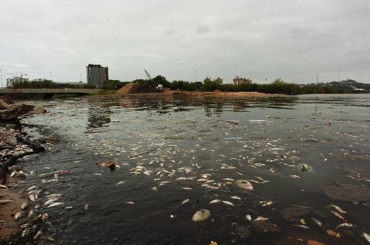 Falta de oxigena&ccedil;&atilde;o da &aacute;gua matou peixes no Dil&uacute;vio
