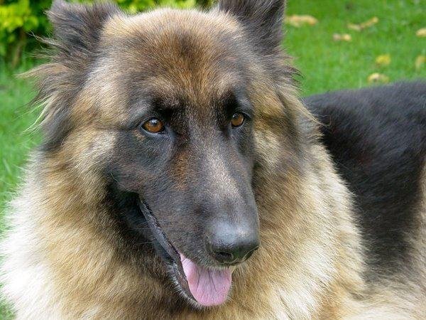 Descubra o c&atilde;o que combina com voc&ecirc;