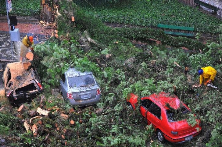 &Aacute;rvore de grande porte cai sobre carros na Capital