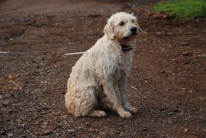 Cadela v&iacute;tima de flechada passa bem 