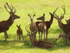 Nasce casal de cervo-dama no Zool&oacute;gico de Sapucaia do Sul