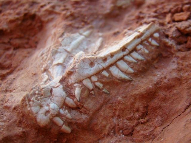 Idade geol&oacute;gica estimada dos f&oacute;sseis &eacute; de 228 milh&otilde;es de anos