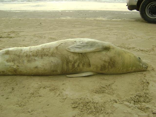 Foca encontrada no Cassino foi atropelada, diz veterin&aacute;rio