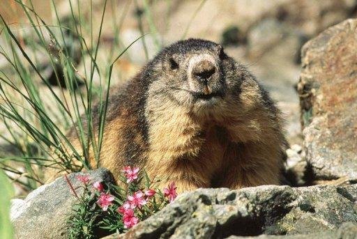 Marmota Phil &eacute; atra&ccedil;&atilde;o nos Estados Unidos