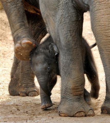 Elefante foi batizado de Baby