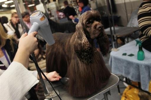 C&atilde;es disputaram o t&iacute;tulo de mais chique e mais bem criado dos Estados Unidos