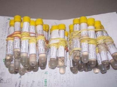 Pa&iacute;s tem cinco Estados e DF com epidemia de dengue